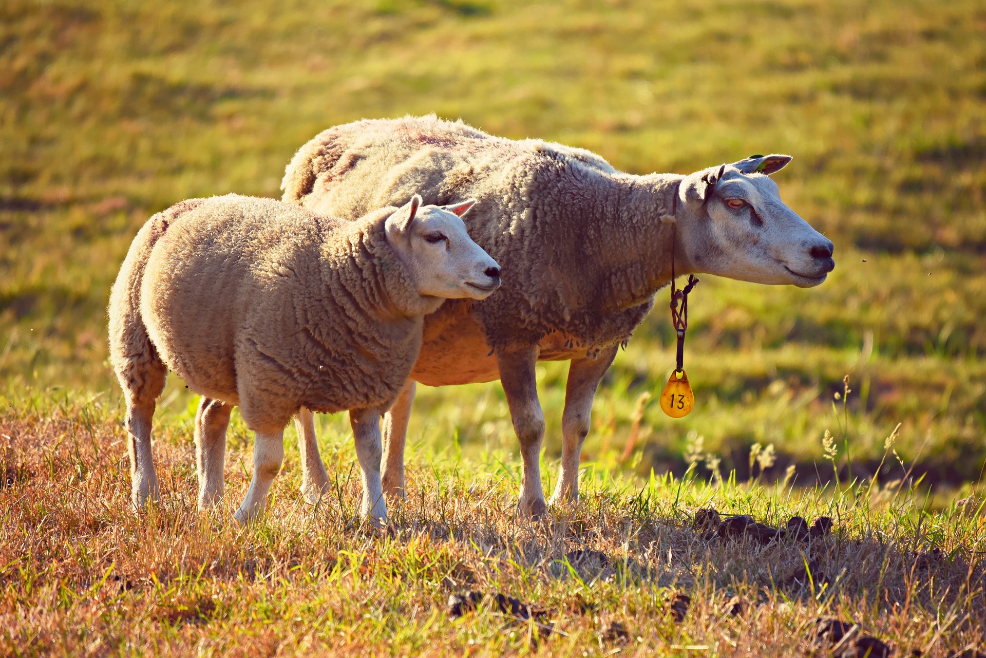 Schafe auf einer Weide - schauen verdutzt