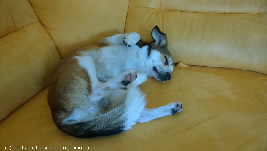 Teddy liegt auf seinem Lieblingsplatz, pennt und wartet darauf geknuddelt zu werden.