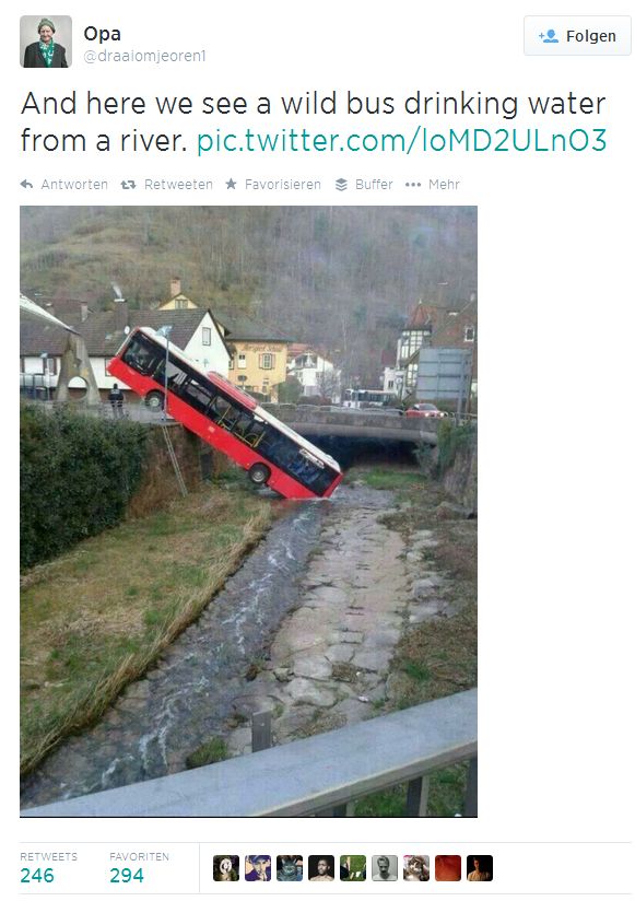 Wild bus drinking water