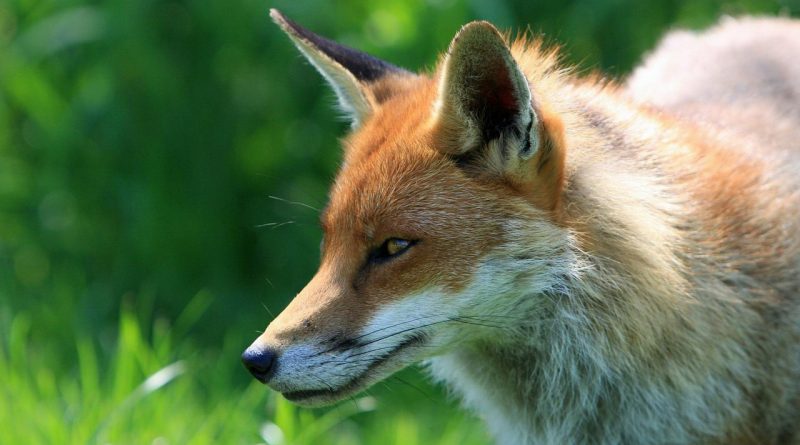 Firefox-Fuchs oder auch nur ein normaler Rotfuchs. :)
