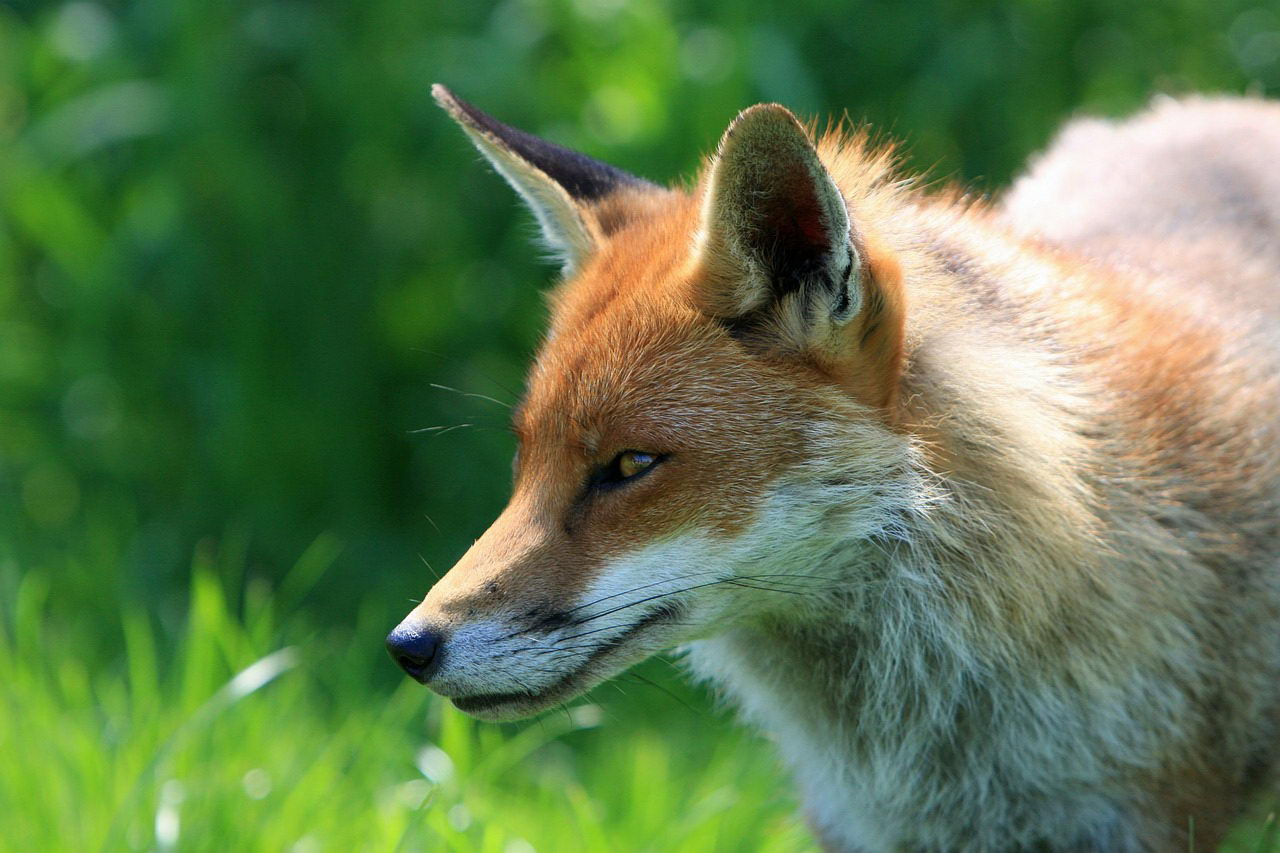 Firefox-Fuchs oder auch nur ein normaler Rotfuchs. :)